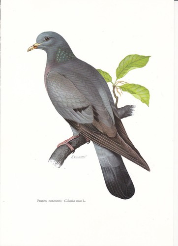 Planche 163 histoire naturelle - 163,