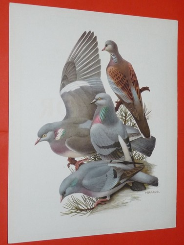Planche publicitaire 1950 1960 - planche, 1950-1960