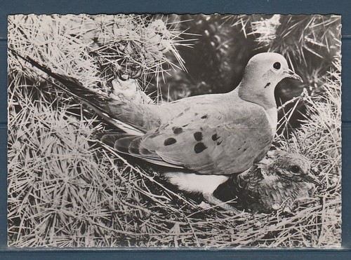 Cpsm vers 1960 - ,